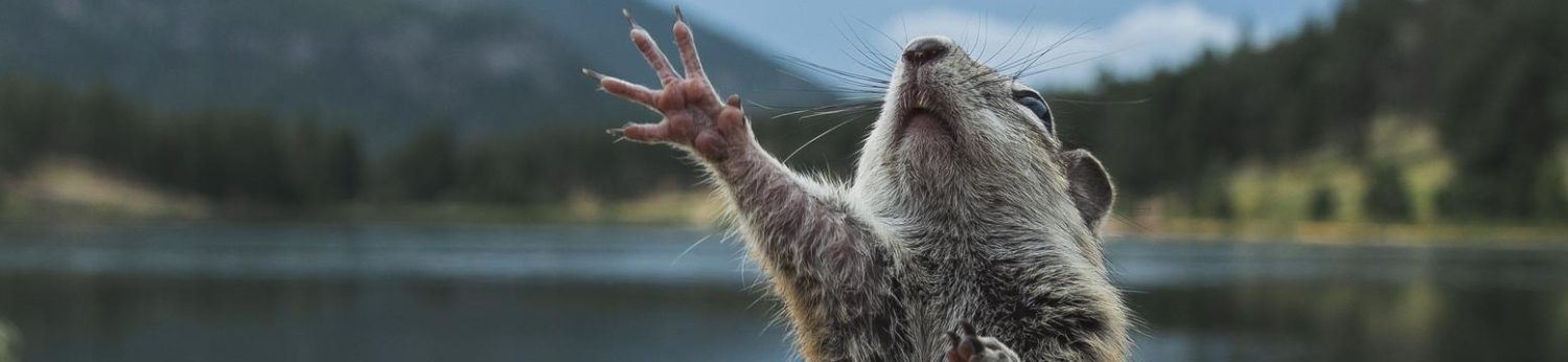 Le Cri De La Marmotte